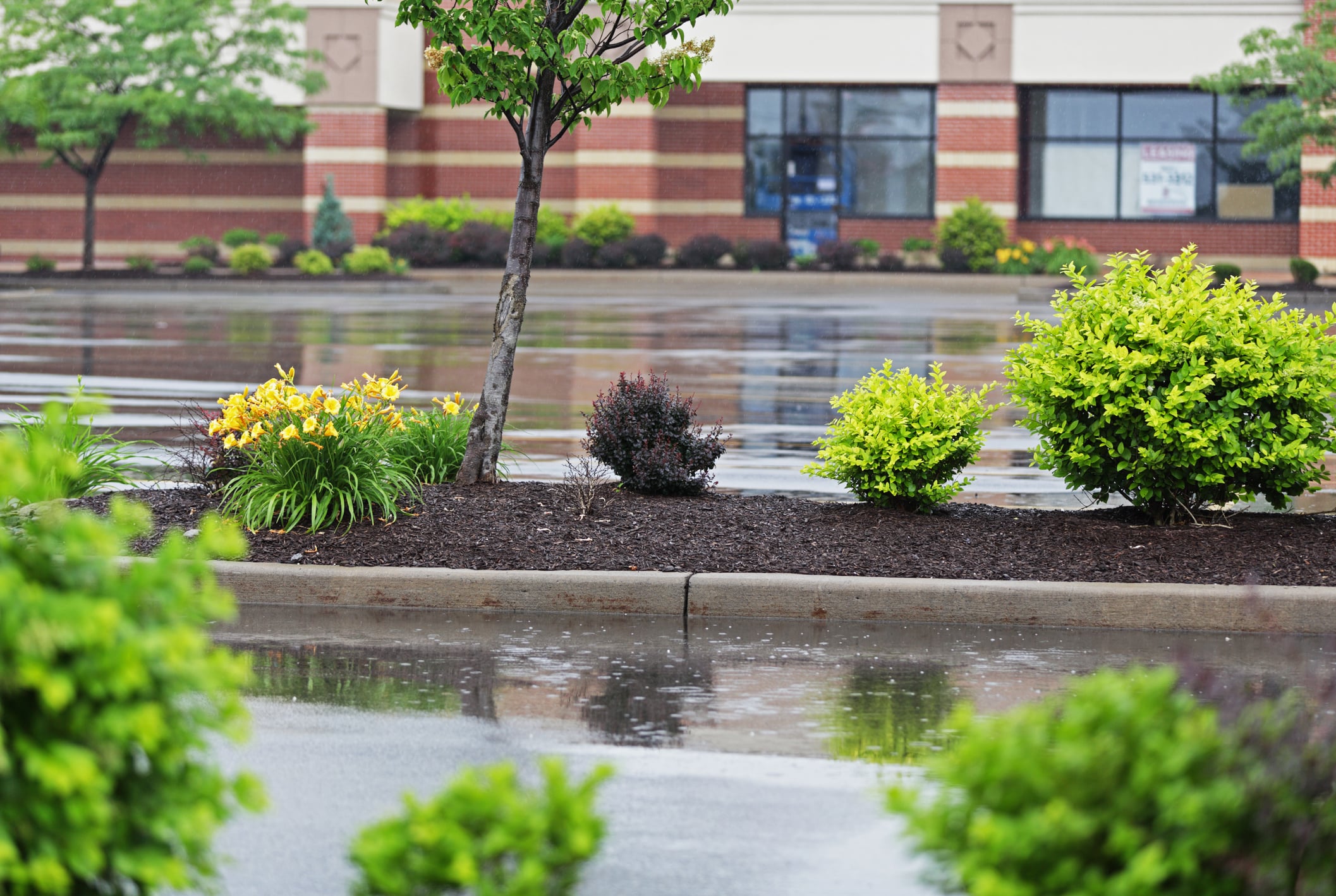Commercial Landscape Maintenance A well maintained parking lot with garden beds.