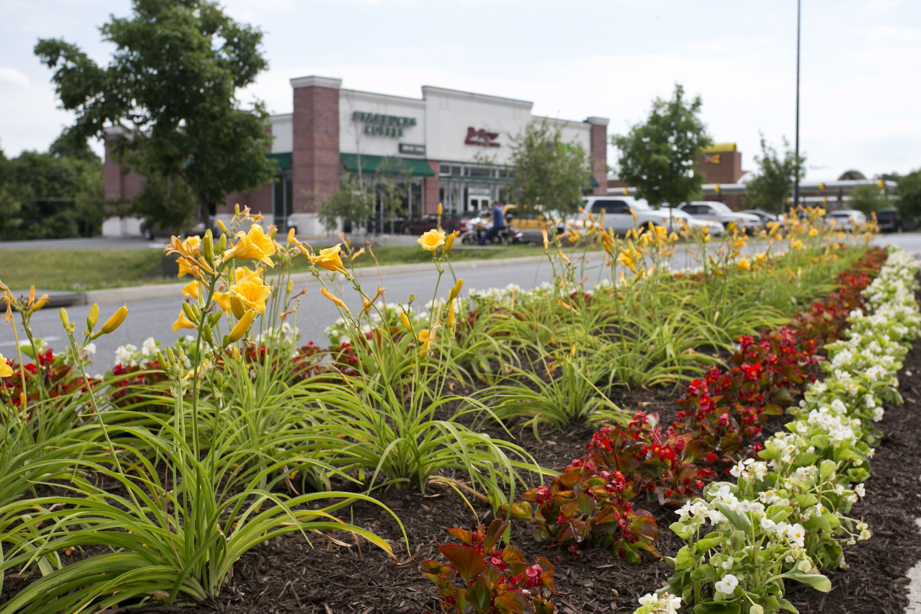 Commercial Flower Bed A perfectly manicured commercial garden bed with flowers