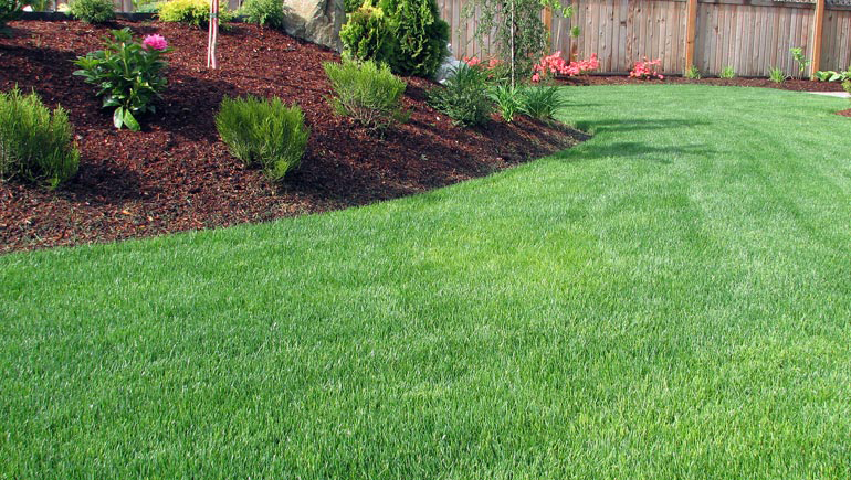 Well-manicured lawn A perfectly manicured, green lawn with clean, sharp edges next to a flower bed.